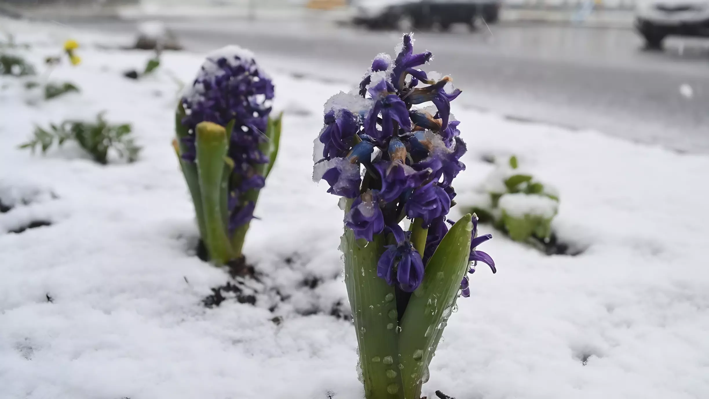 Весна принесла в Приморье снежный накат, ветер и гололедицу