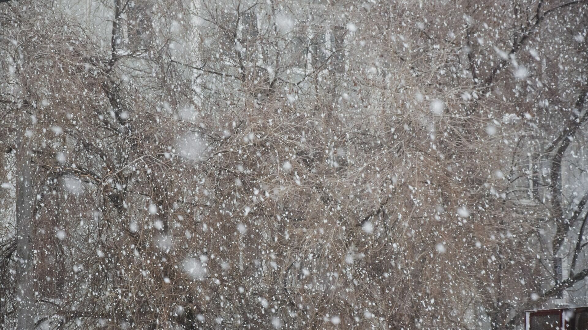 На Владивосток надвигается «снежный шторм»
