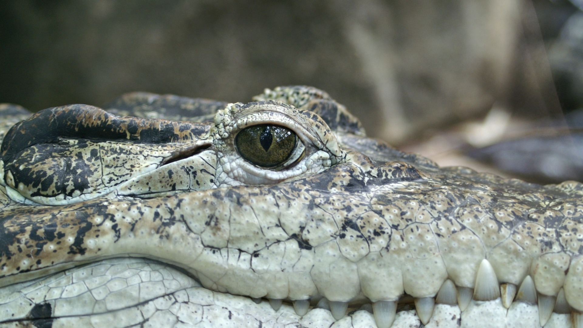 Во Владивостоке можно отведать крокодила в кляре? — цены