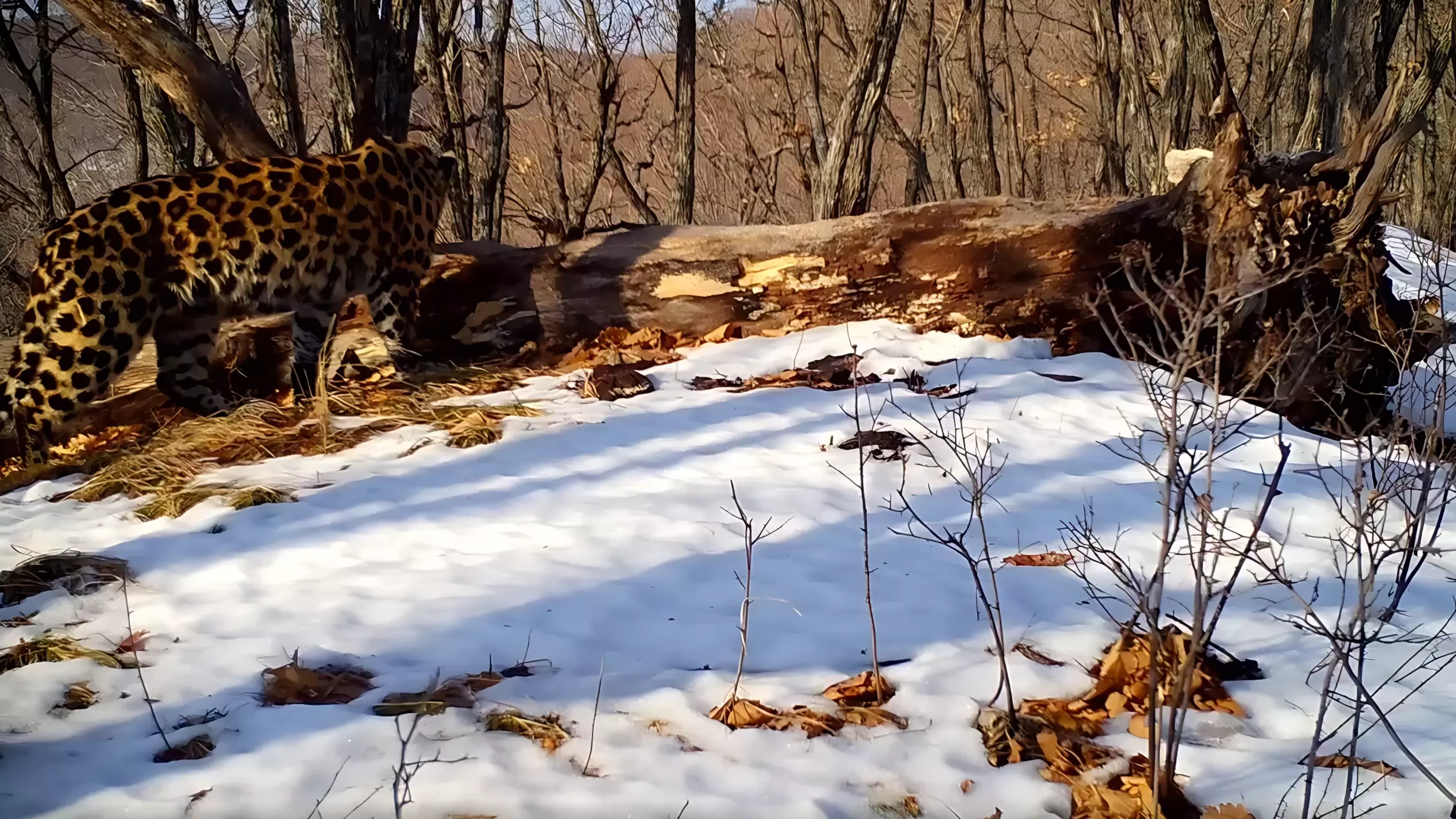 В заповеднике в Приморском крае гордый леопард попался на фотоловушку