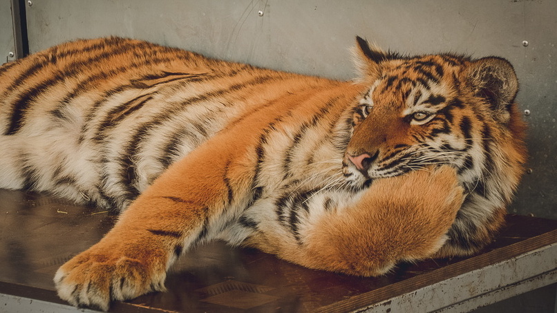 Хищный инспектор: в Приморье тигр помог задержать браконьеров