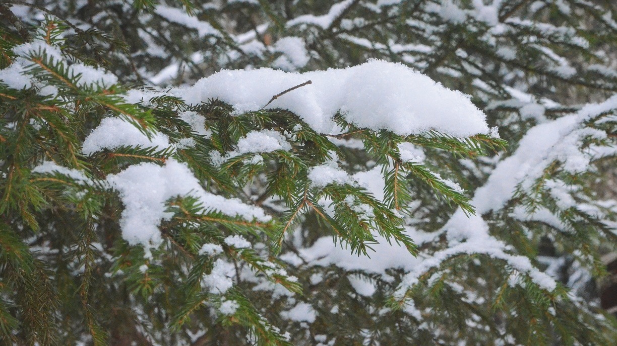 В Приморье ожидается снег и сильный ветер