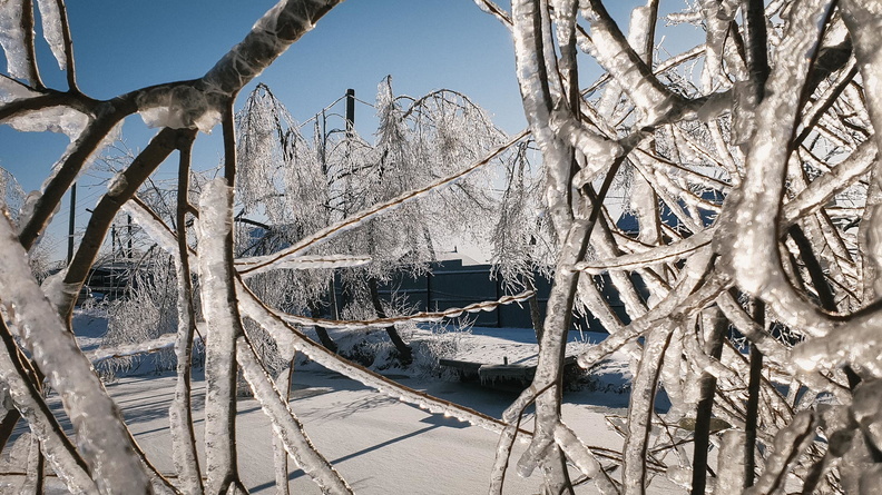 Восстановление после ледяного шторма в Приморье: деревья собирать можно и нужно