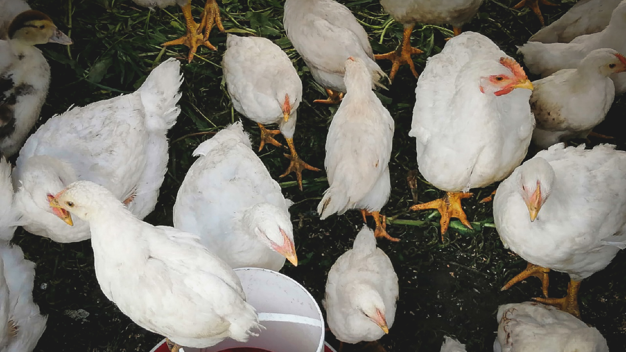 В Тюменской области изымают куриц в связи с птичьим гриппом