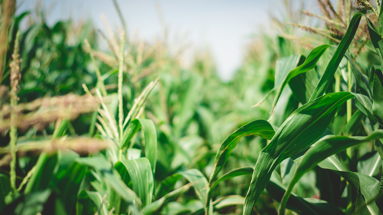 Сою и кукурузы в Приморье уберут до начала зимы: власти уточнили сроки