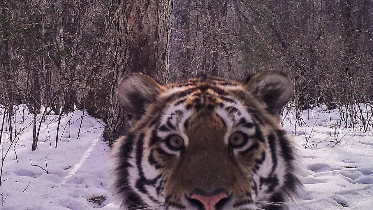 Тигр вышел к поселку в Приморье