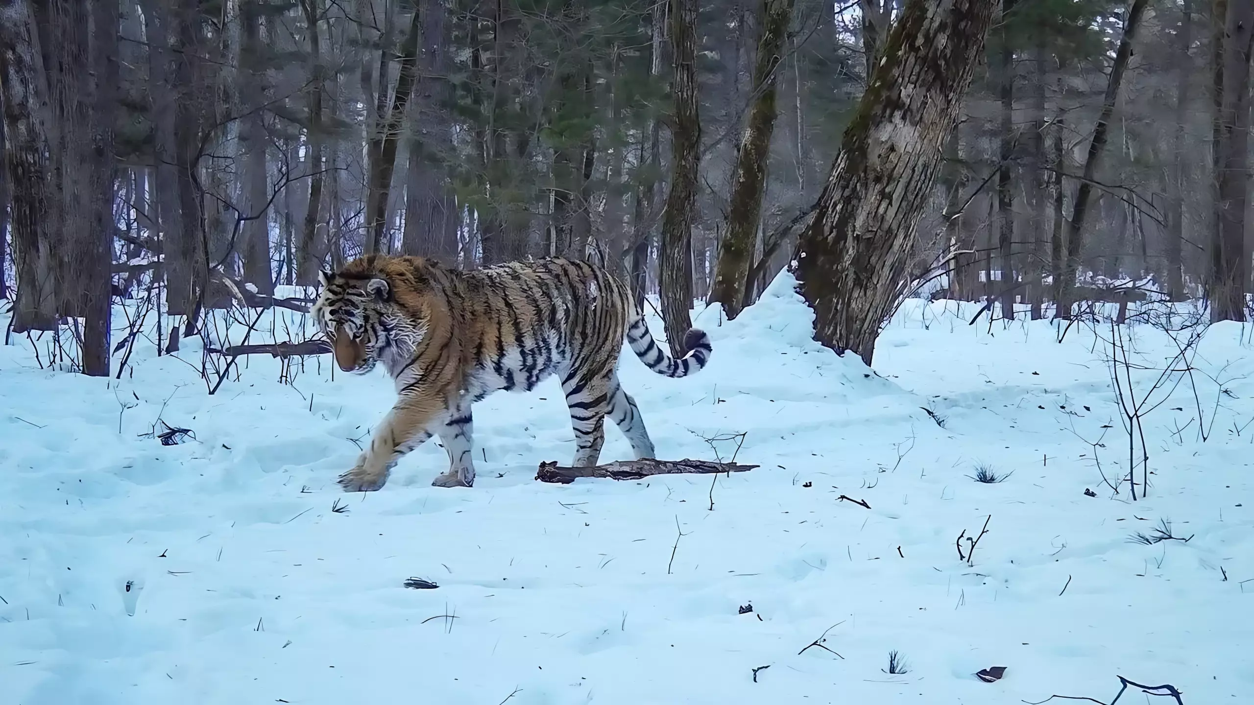 Помятая после бурного свидания тигрица попала на видео в Приморье