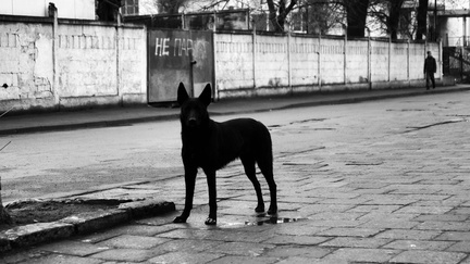 Информацией о нападении злобных псов на жителей Приморья заинтересовались следователи