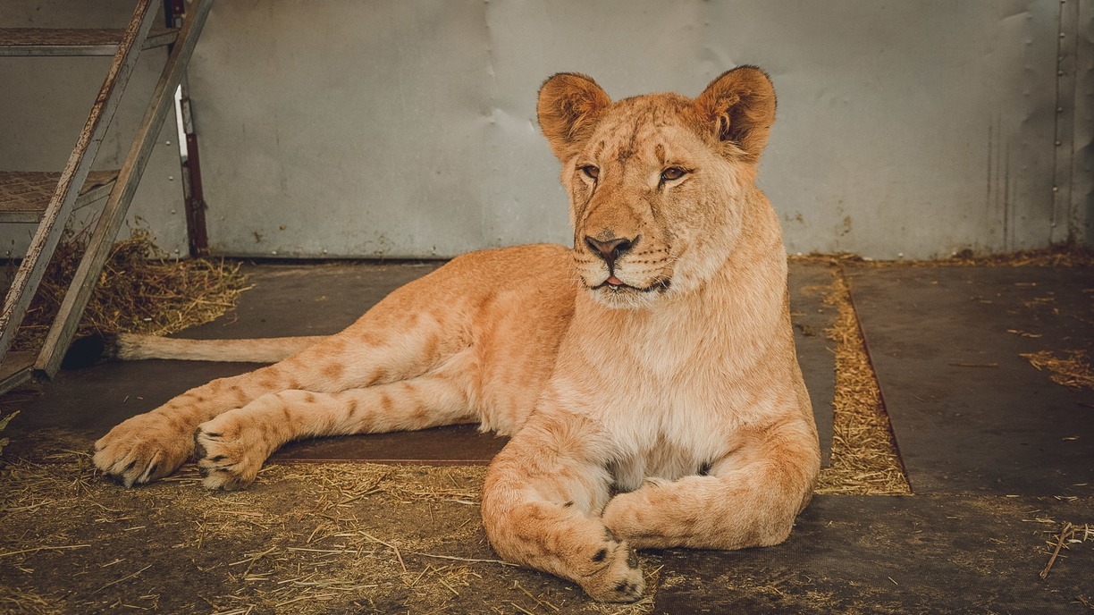 Редкую львицу из зоопарка убили самцы в Приморье
