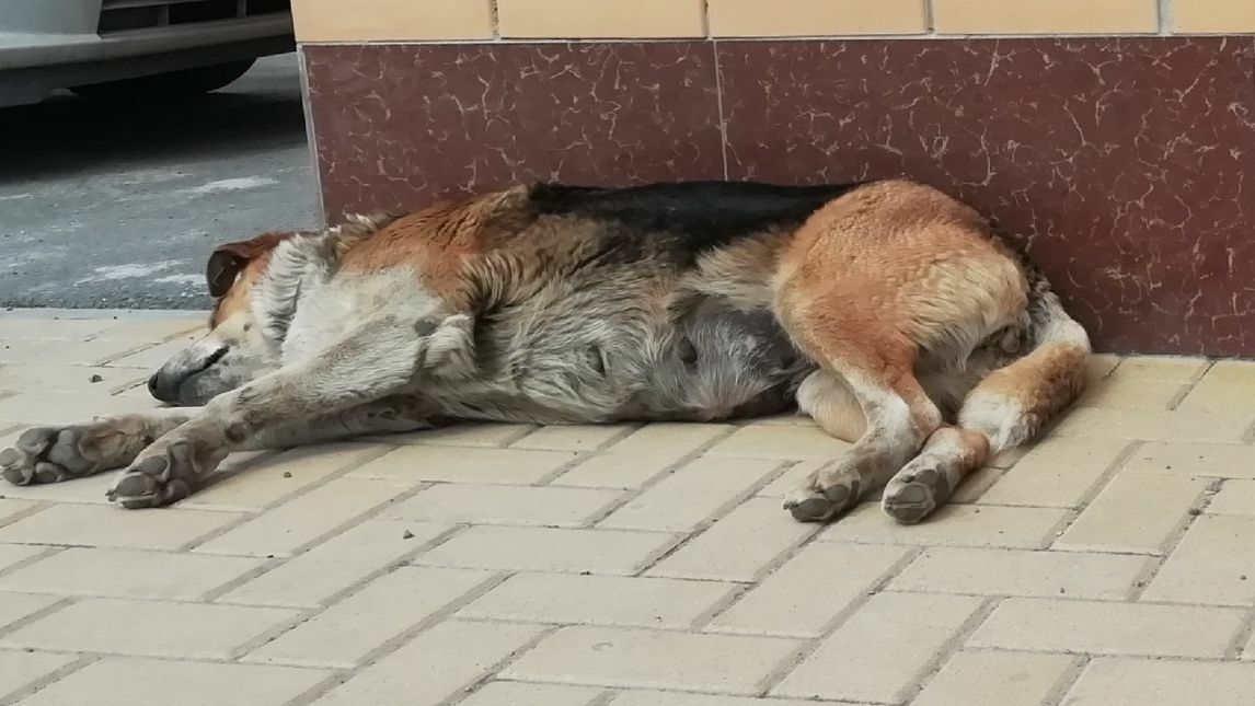 В Якутии пытаются спасти от гибели собаку с жестяной банкой во рту