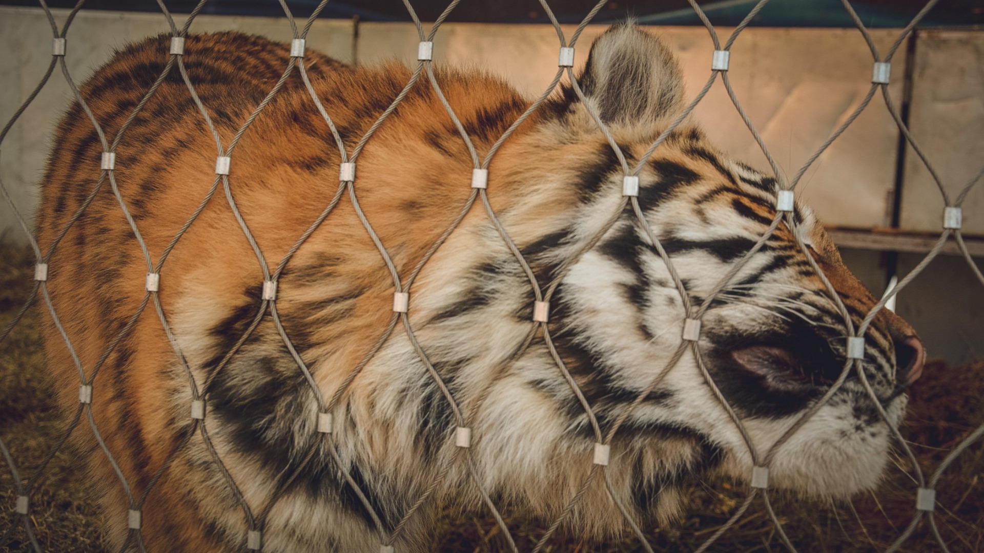 Отловленный в Приморье тигр впервые показался на камеру после осмотра
