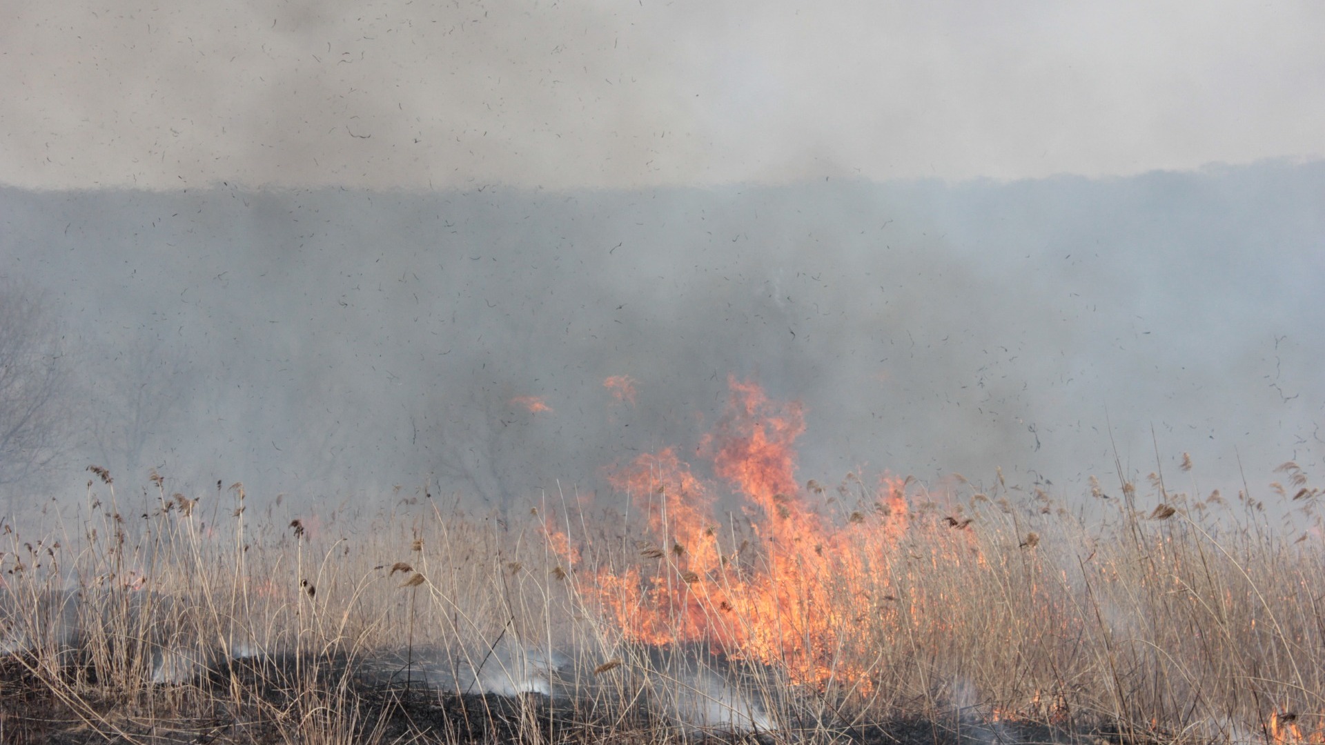 В Приморском крае за сутки потушено шесть природных пожаров