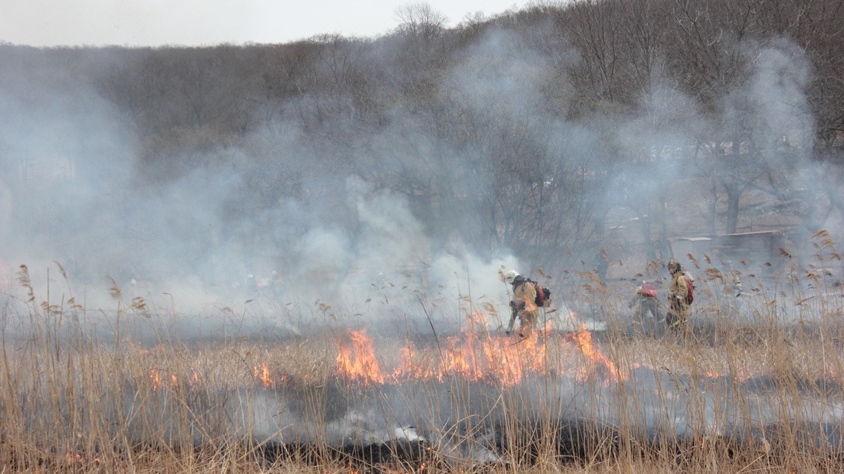 Раскинулся на 700 метров: в пригороде Владивостока полыхает масштабный пожар