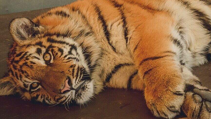 Расстроенному тигру и копытным вернут их законную столовую в Приморье