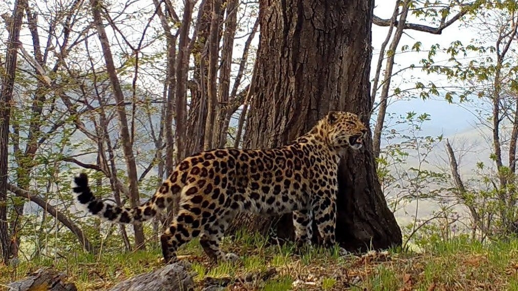 Переселённые леопарды занимают новые участки в Приморском крае
