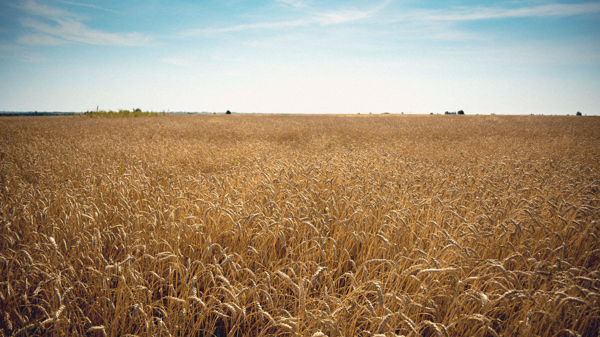Как проходит сбор ранних зерновых культур в Приморье?