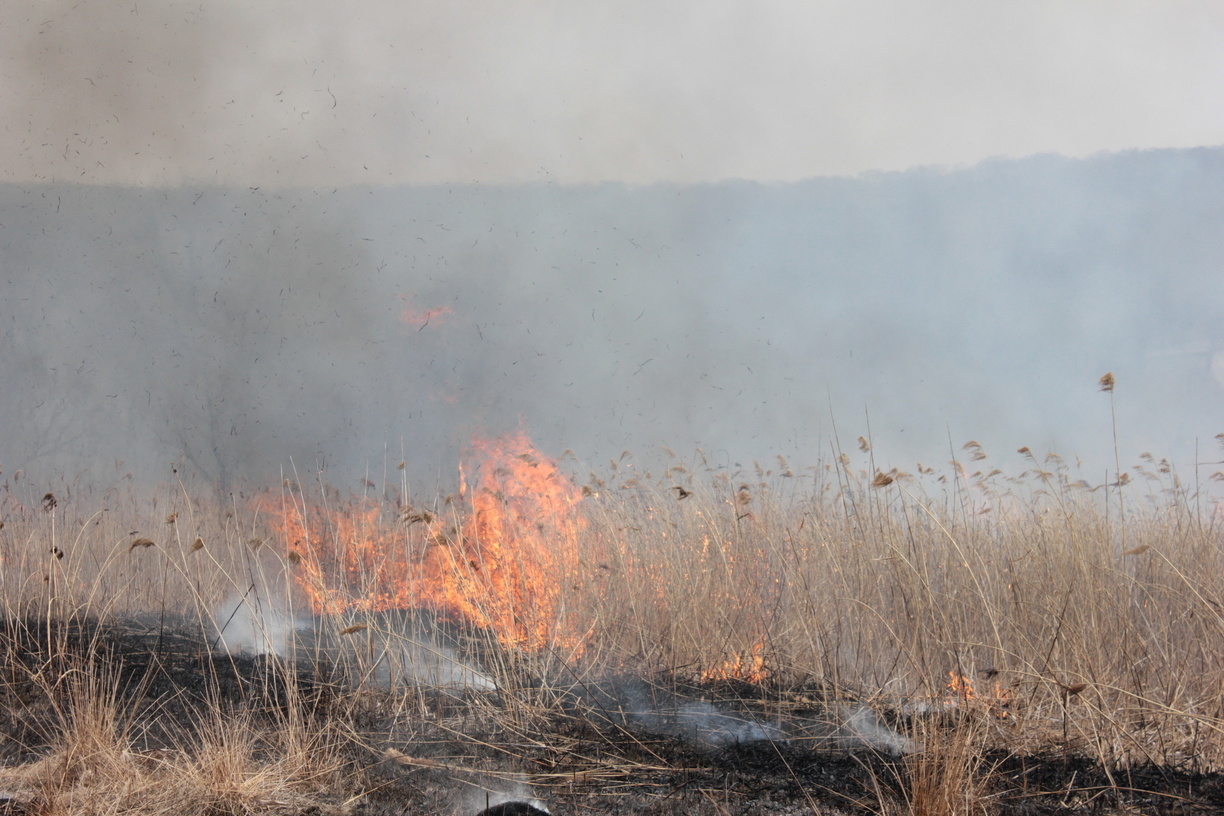 Четыре природных пожара ликвидировали в Приморском крае