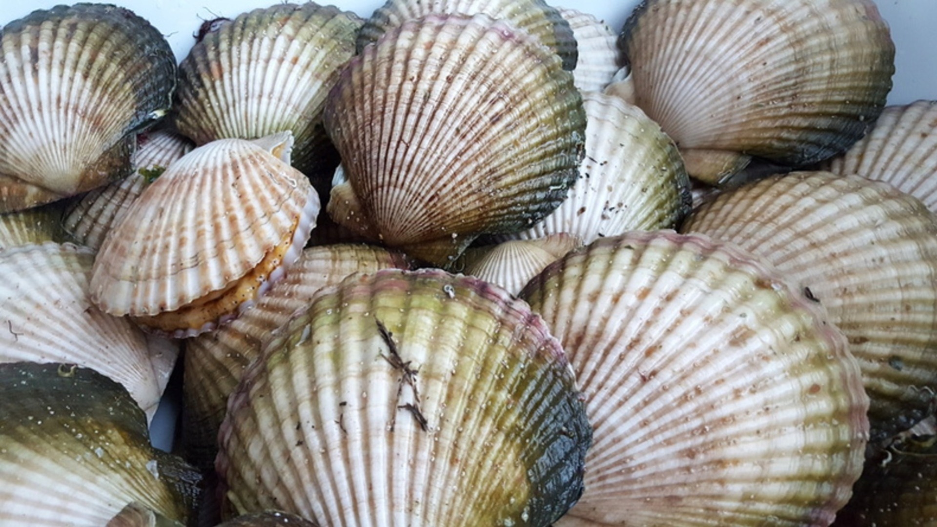 Некоторые морепродукты запретили вылавливать в Приморье