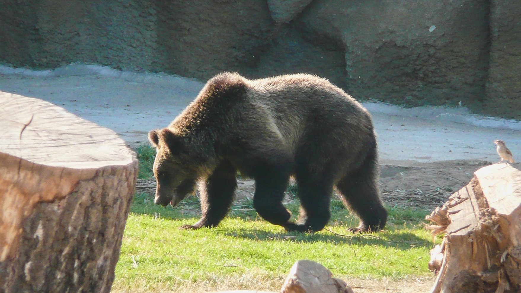Неизвестные выбросили лапы медведя в черных мешках в пригороде Владивостока