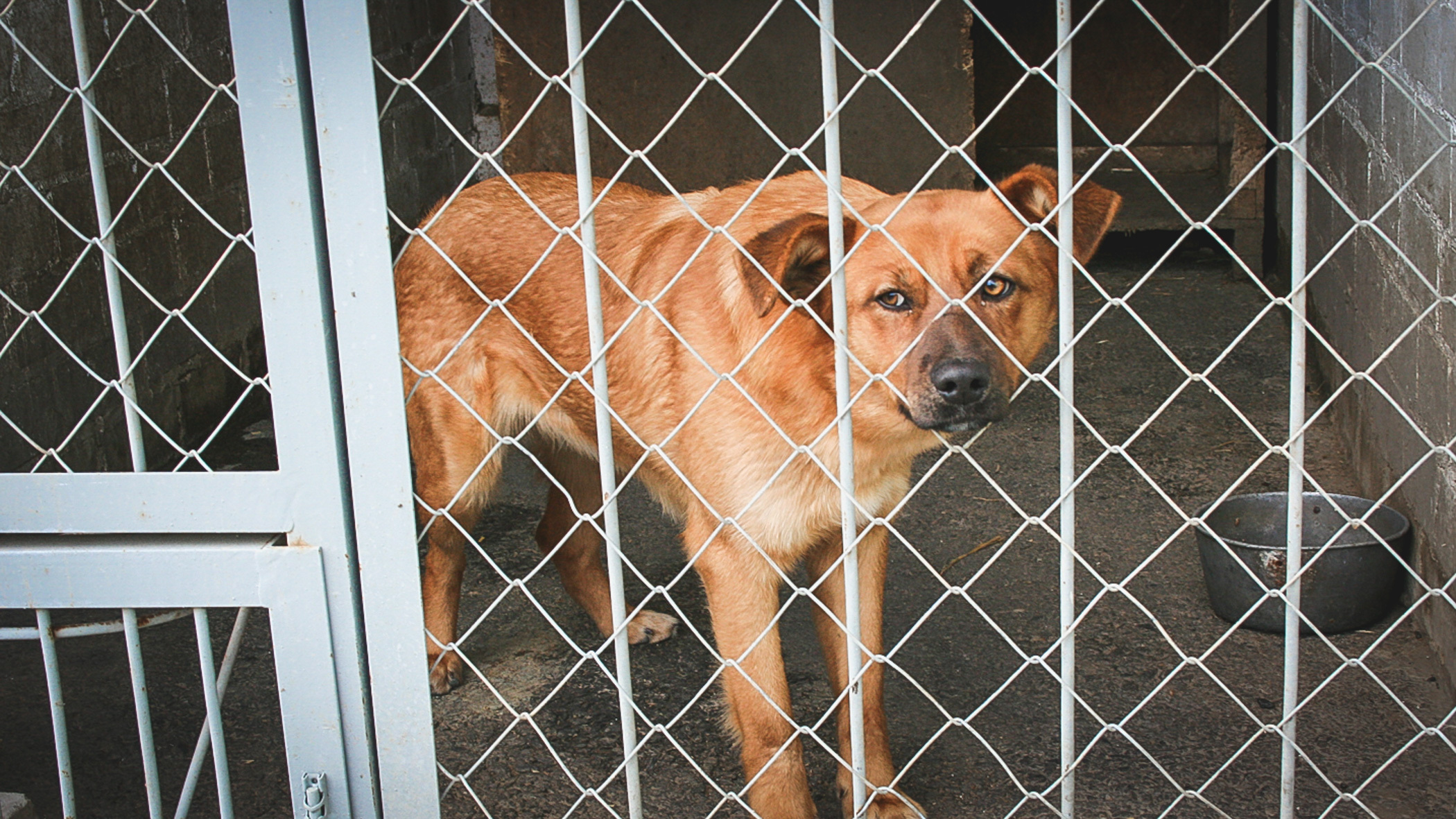 Проблему бродячих собак в Приморье рассмотрят на заседании Заксобрания
