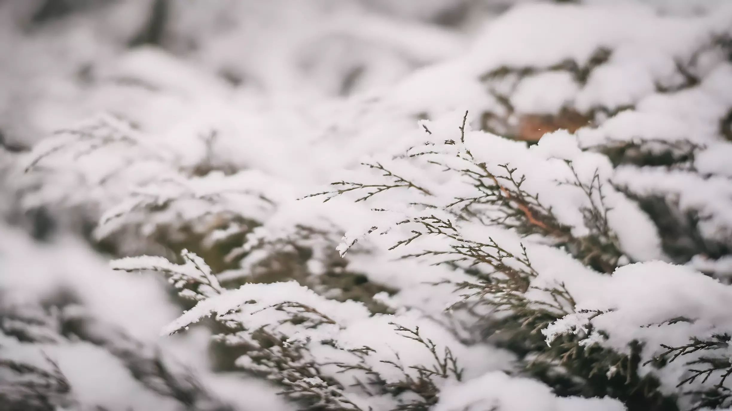 Снежная красота: огромное белое покрывало накрыло Приморье — фото