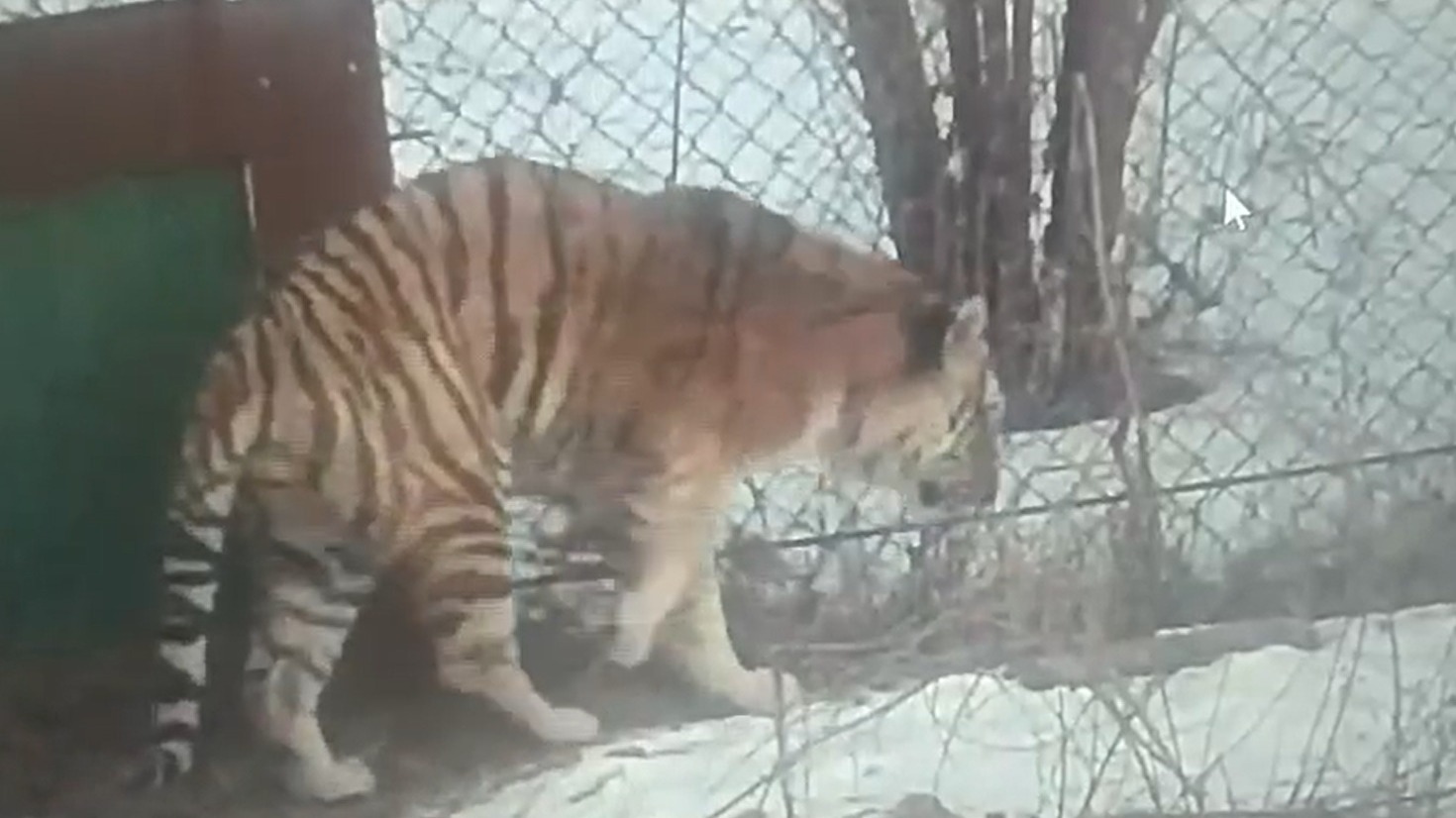 Раненного тигра перевезли в реабилитационный центр в Приморье