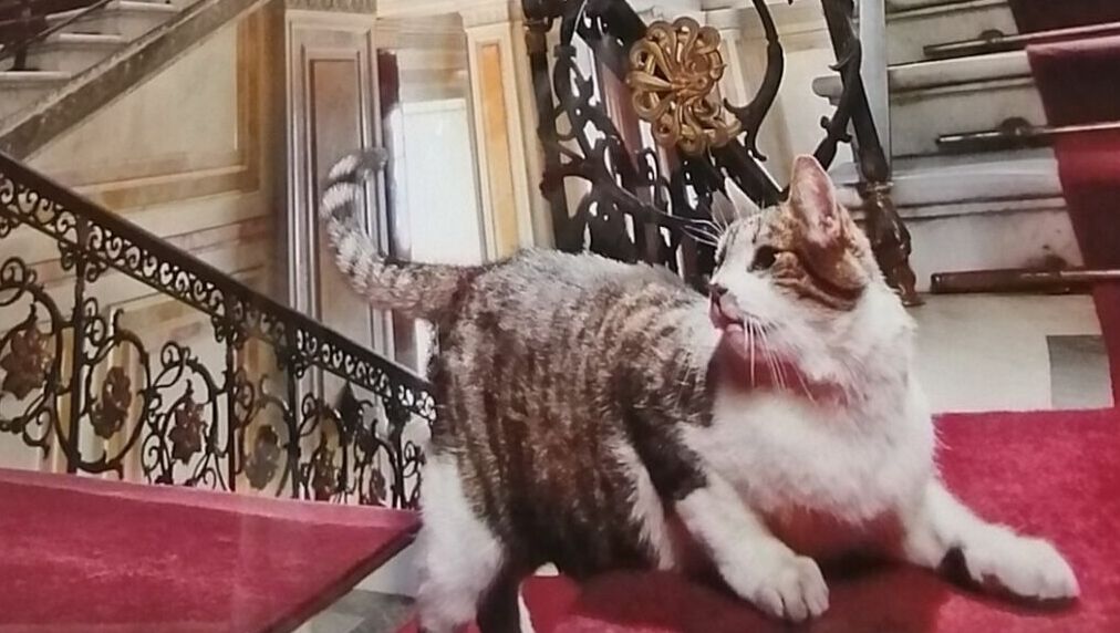 Во Владивостоке открылась выставка «Знакомьтесь: Эрмики — эрмитажные коты»