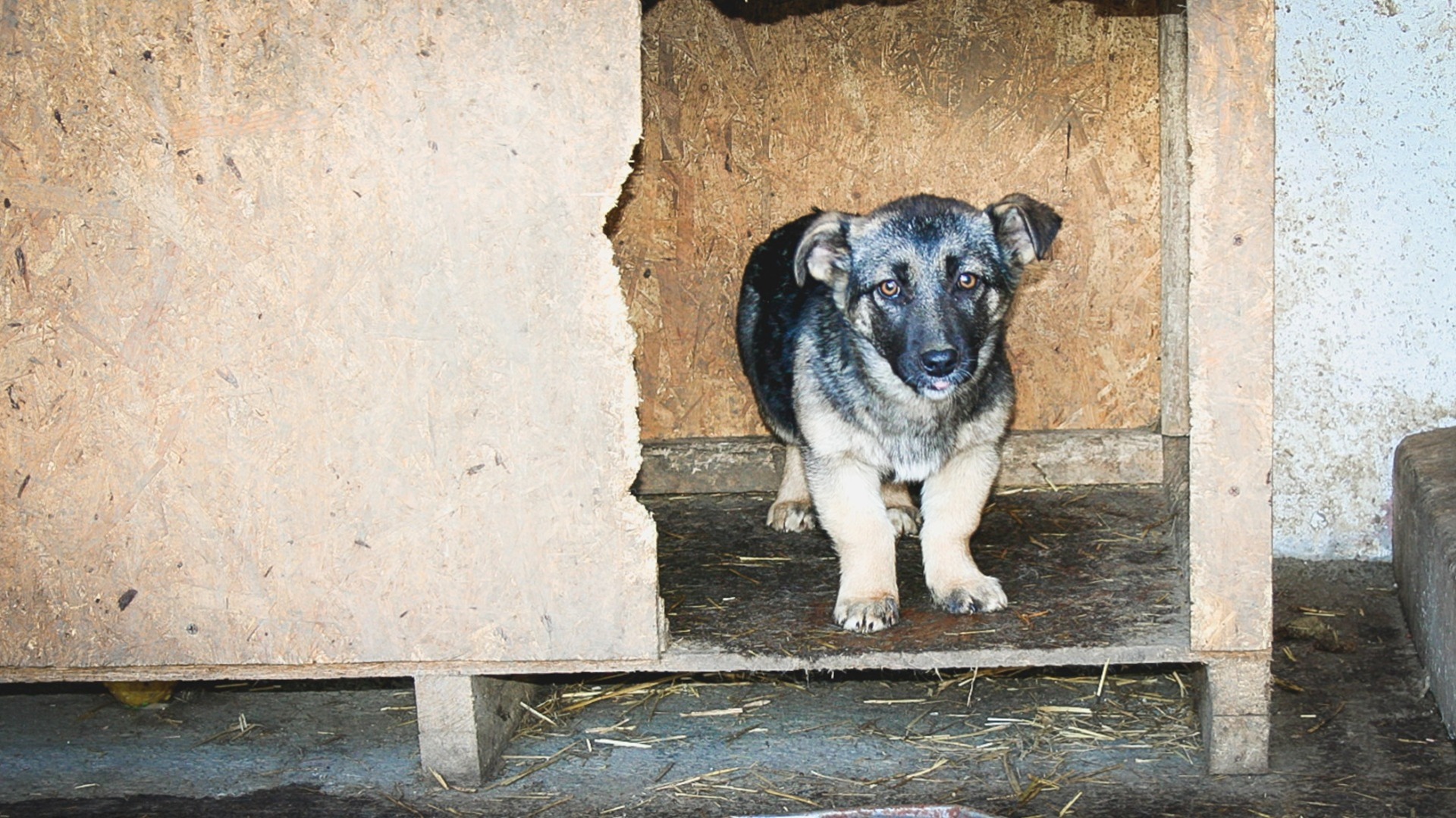 В Приморском крае нашли выброшенных на свалку щенков