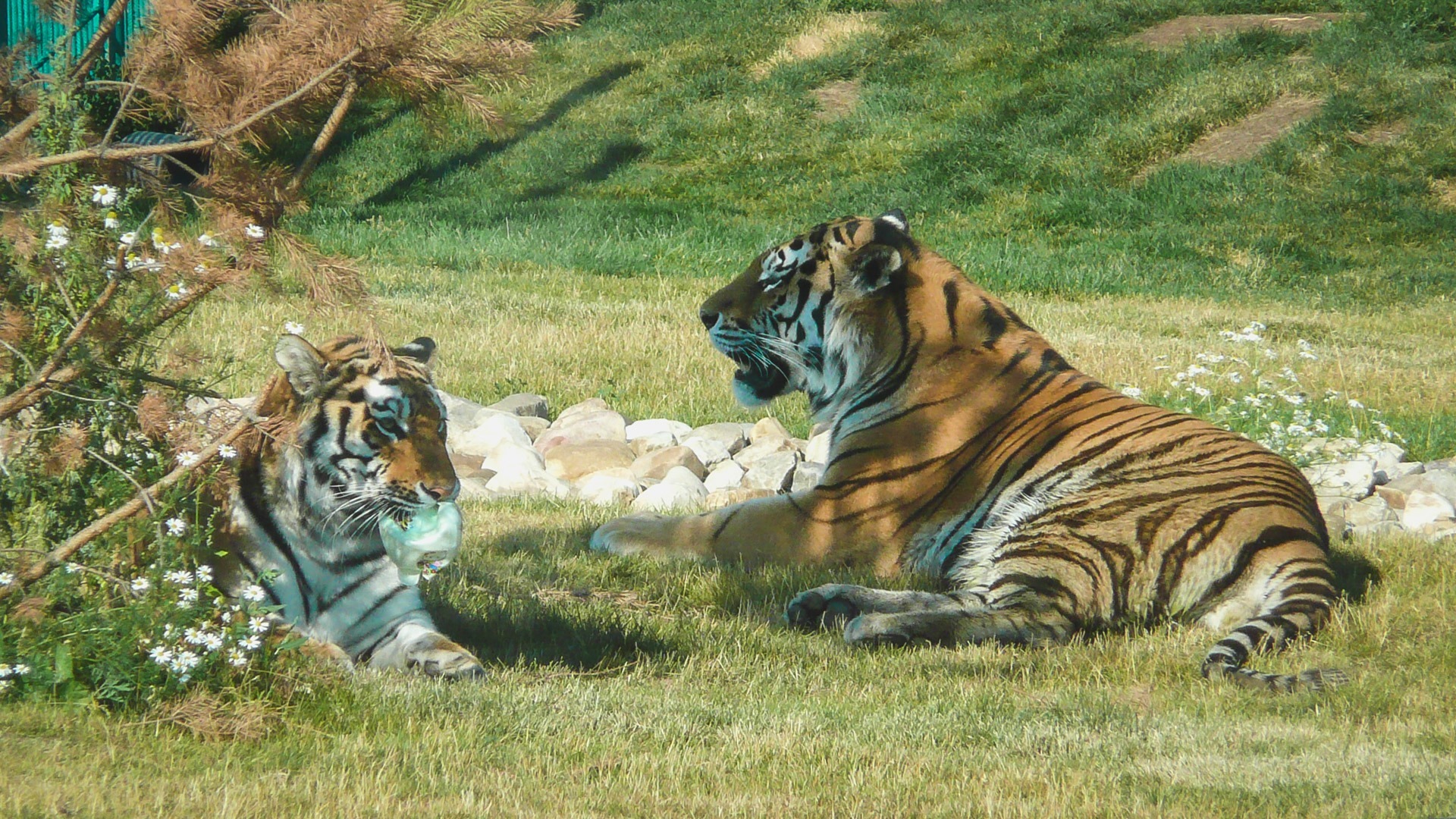 Туристам в Приморье дадут взглянуть на тигров в заповеднике