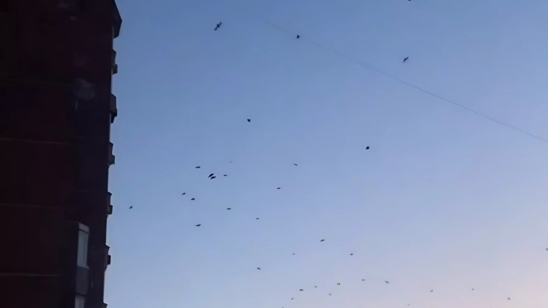 Огромная туча ворон «захватила» небо над Владивостоком