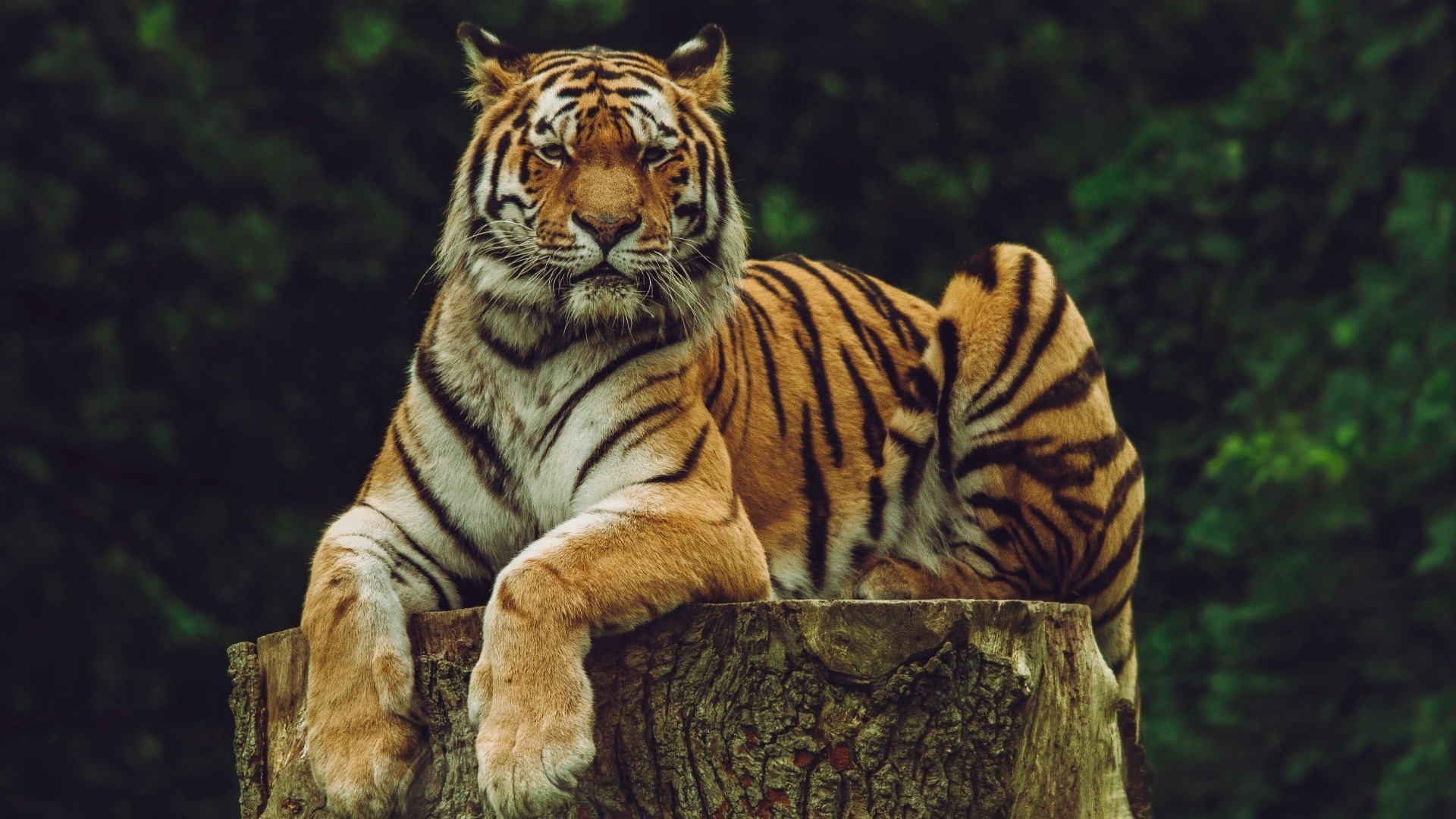 В Приморском крае с объяснили, какие выводы следует сделать из нападения тигра