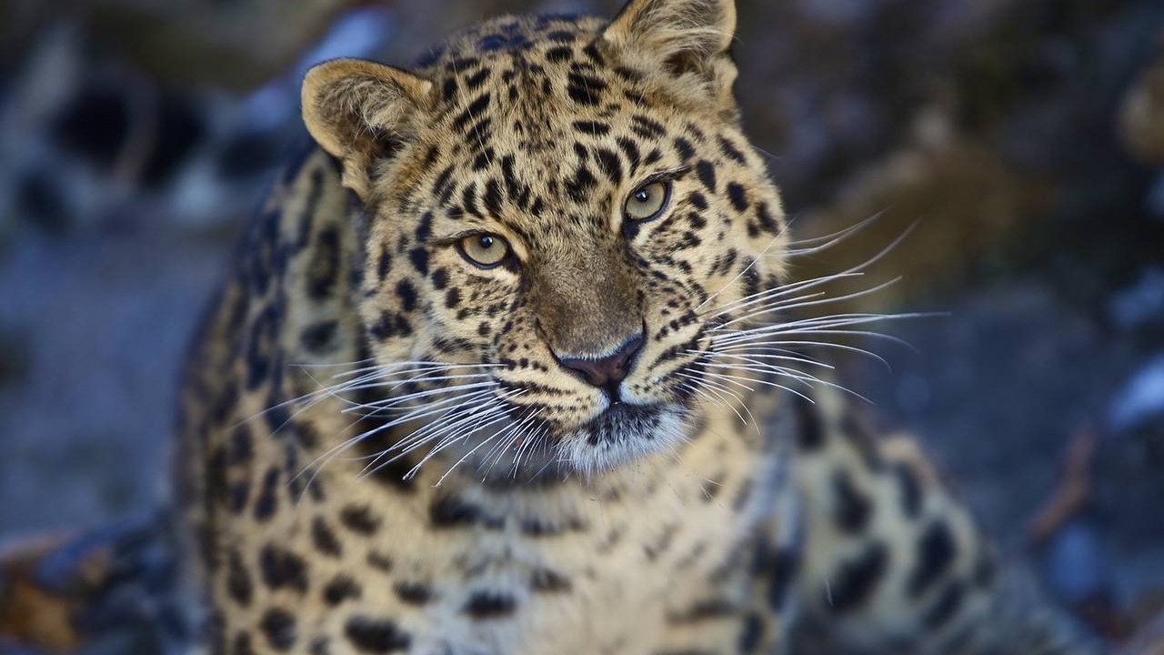 Гигантскую большую кошку создадут во Владивостоке в День леопарда