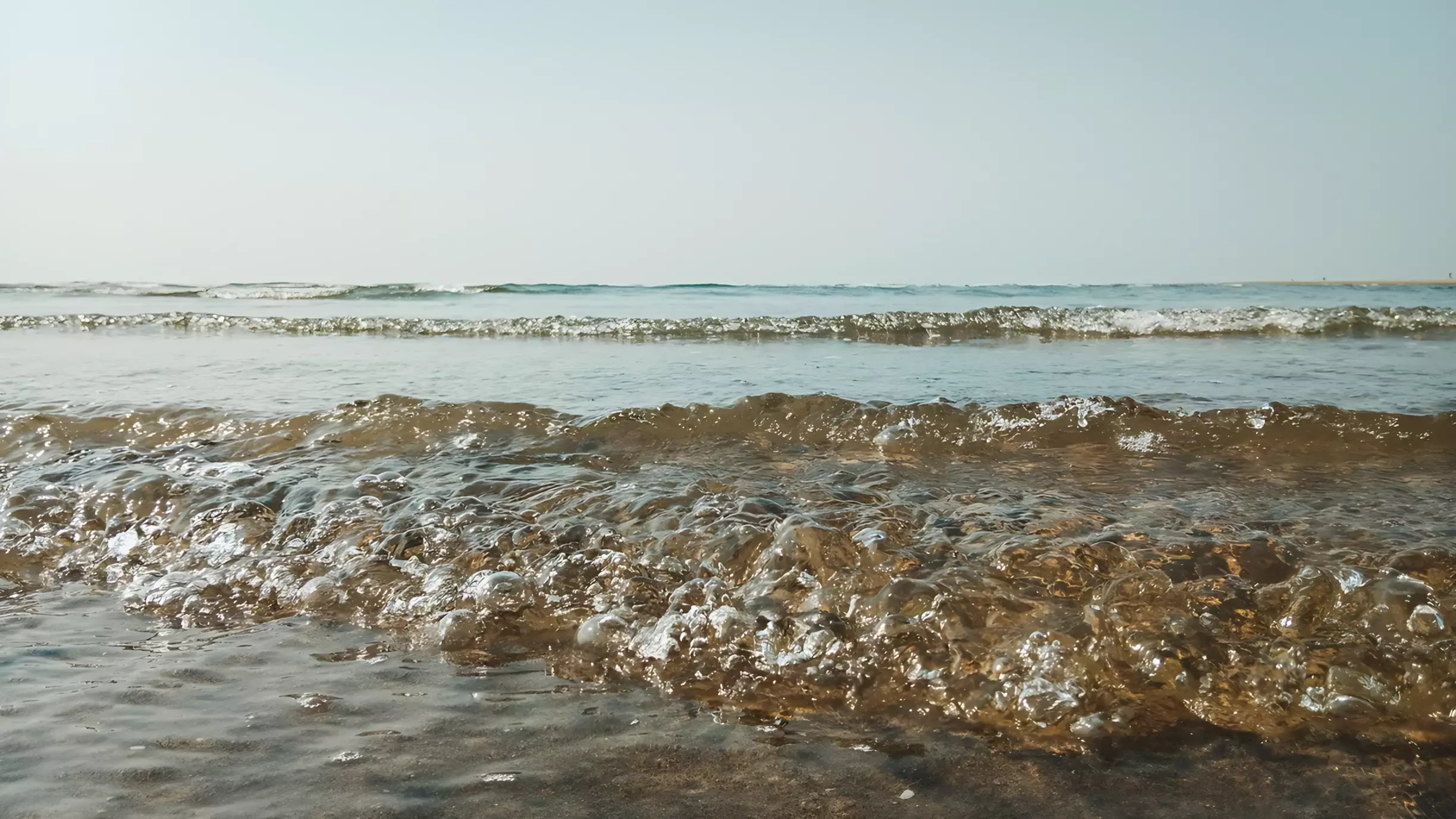 Приморцы вëдрами собирают моллюсков, выброшенных на берег — это безопасно?