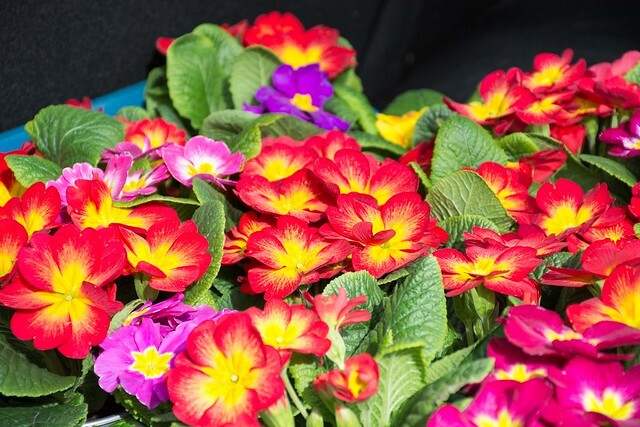 Тысячи цветов «собрал» на городской клумбе приморец