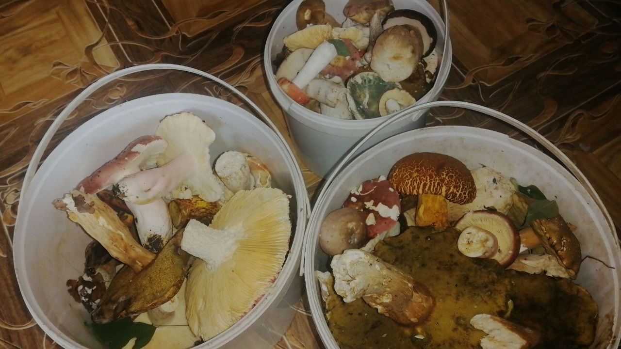 «Не хватает вёдер»: жители Приморья продолжают делиться отличным уловом грибов