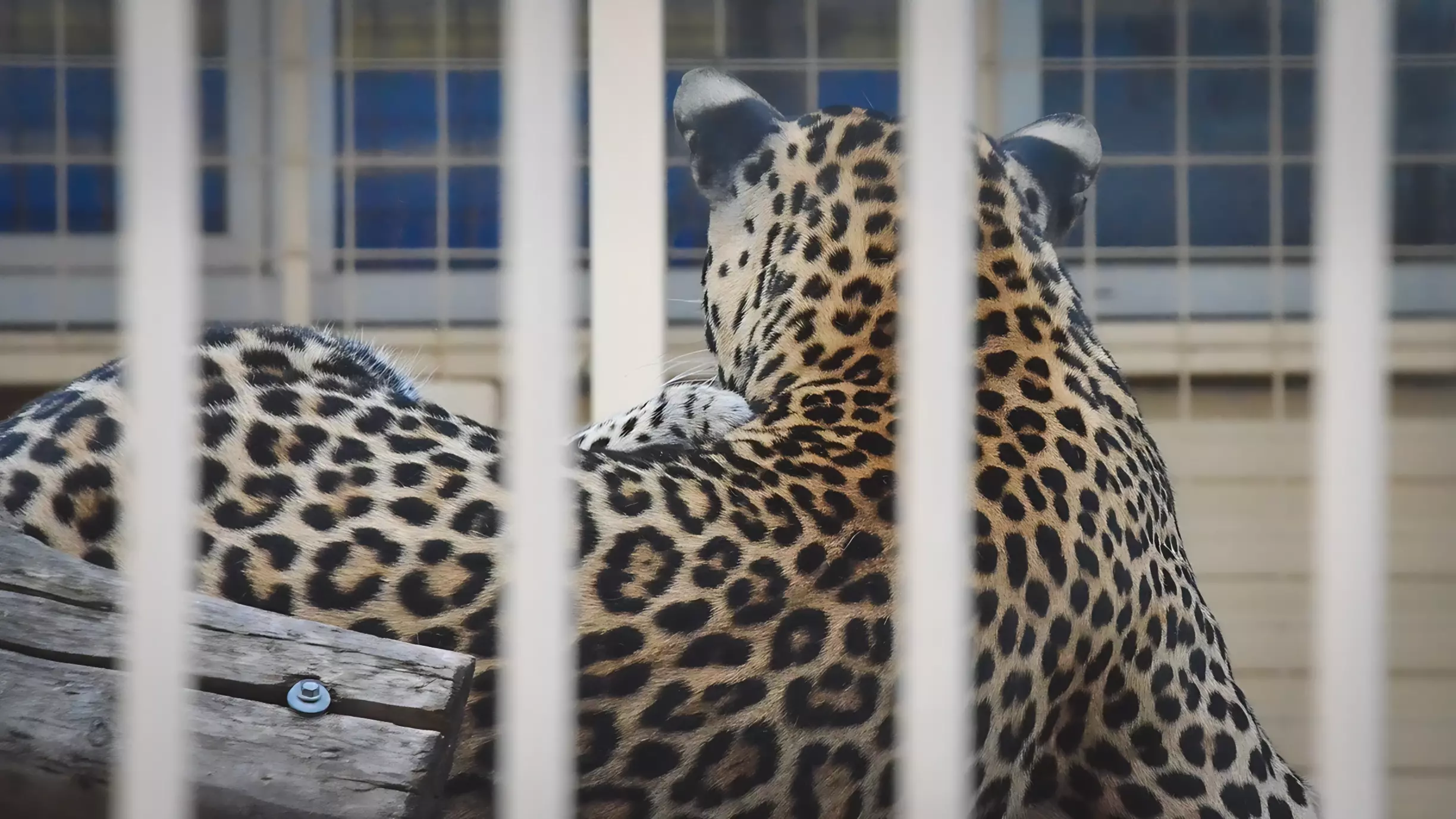 Семья леопардов перебрались из Приморского края в соседнюю страну
