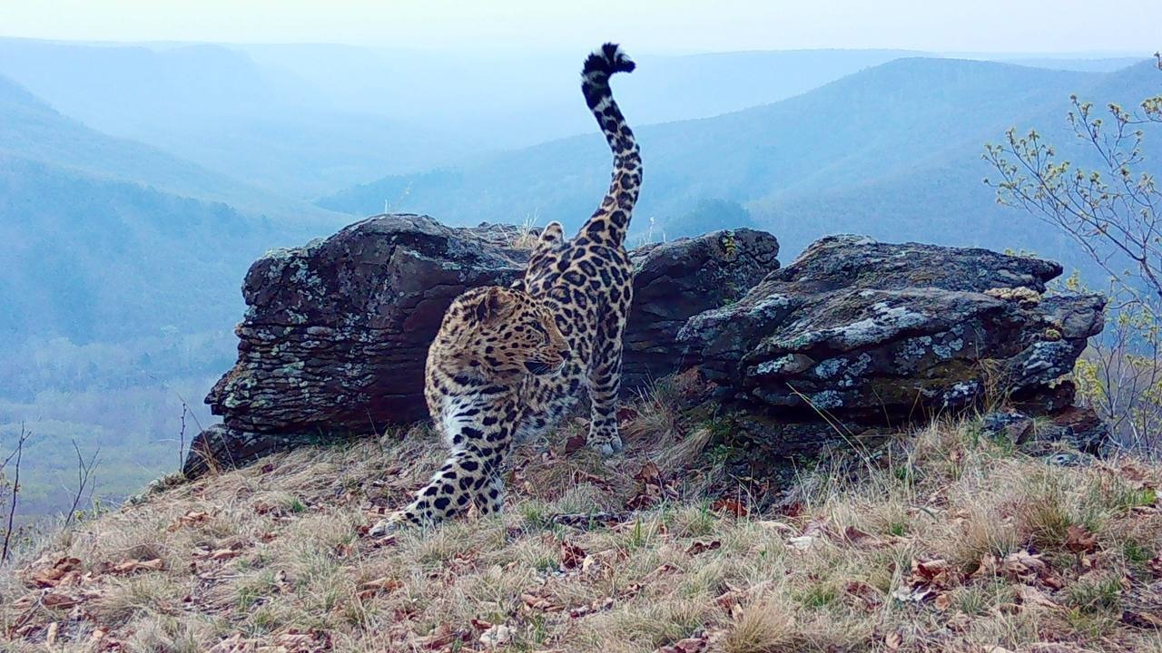 Дальневосточного леопарда обнаружили там, где его быть не должно в Приморье — видео