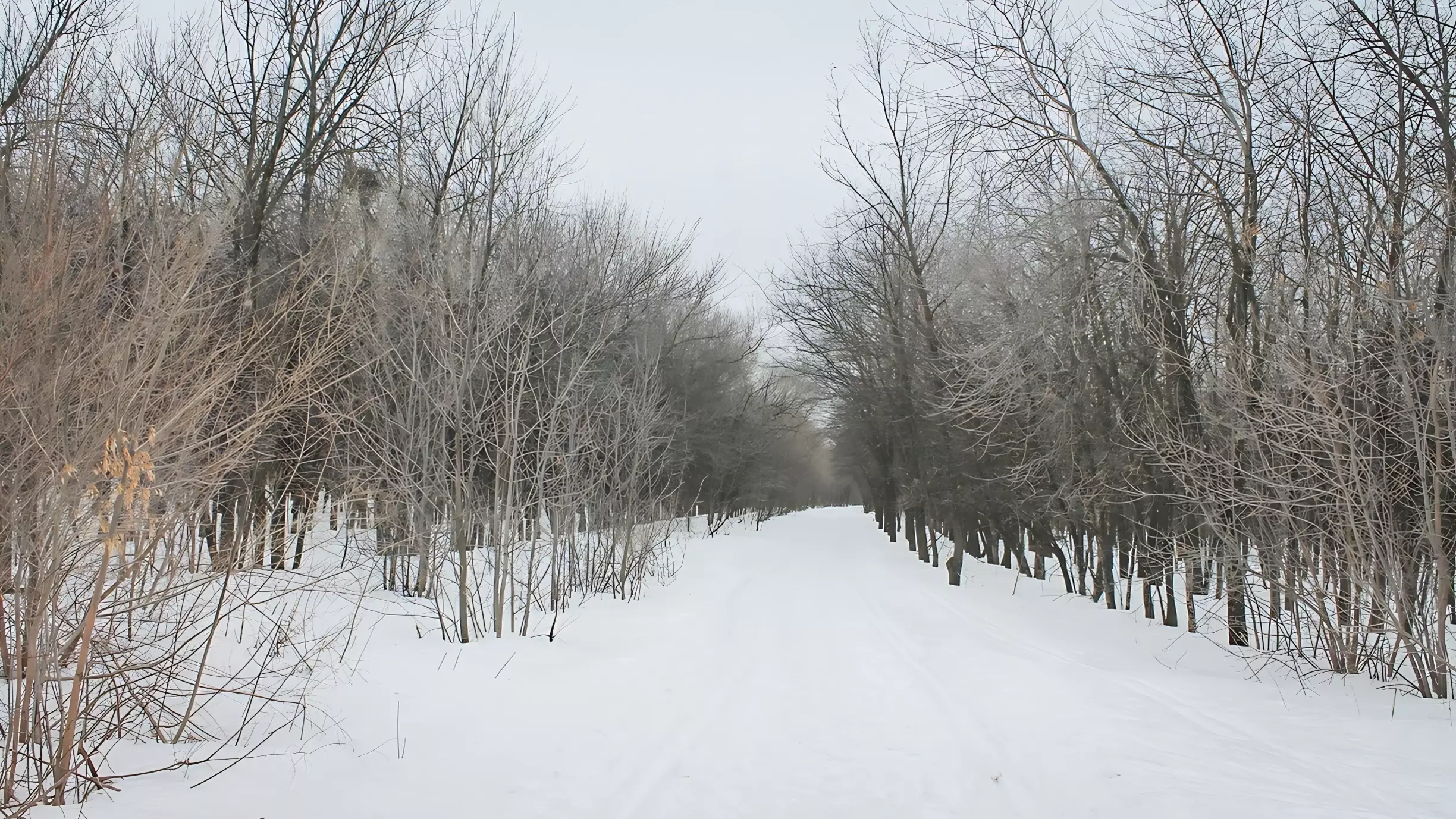 «Метель и пурга» или чего ожидать от погоды в Приморском крае в конце февраля