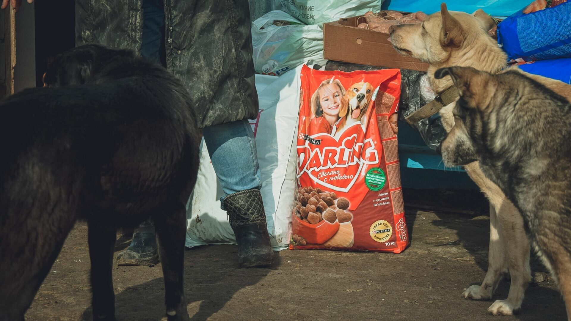 Выставки-раздачи котят и щенков пройдут во Владивостоке в предстоящие выходные