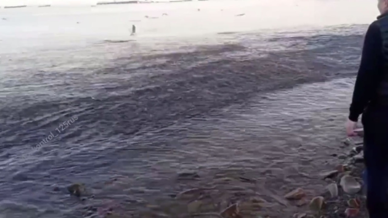 Море халявы выбросило на берег в Приморье — видео