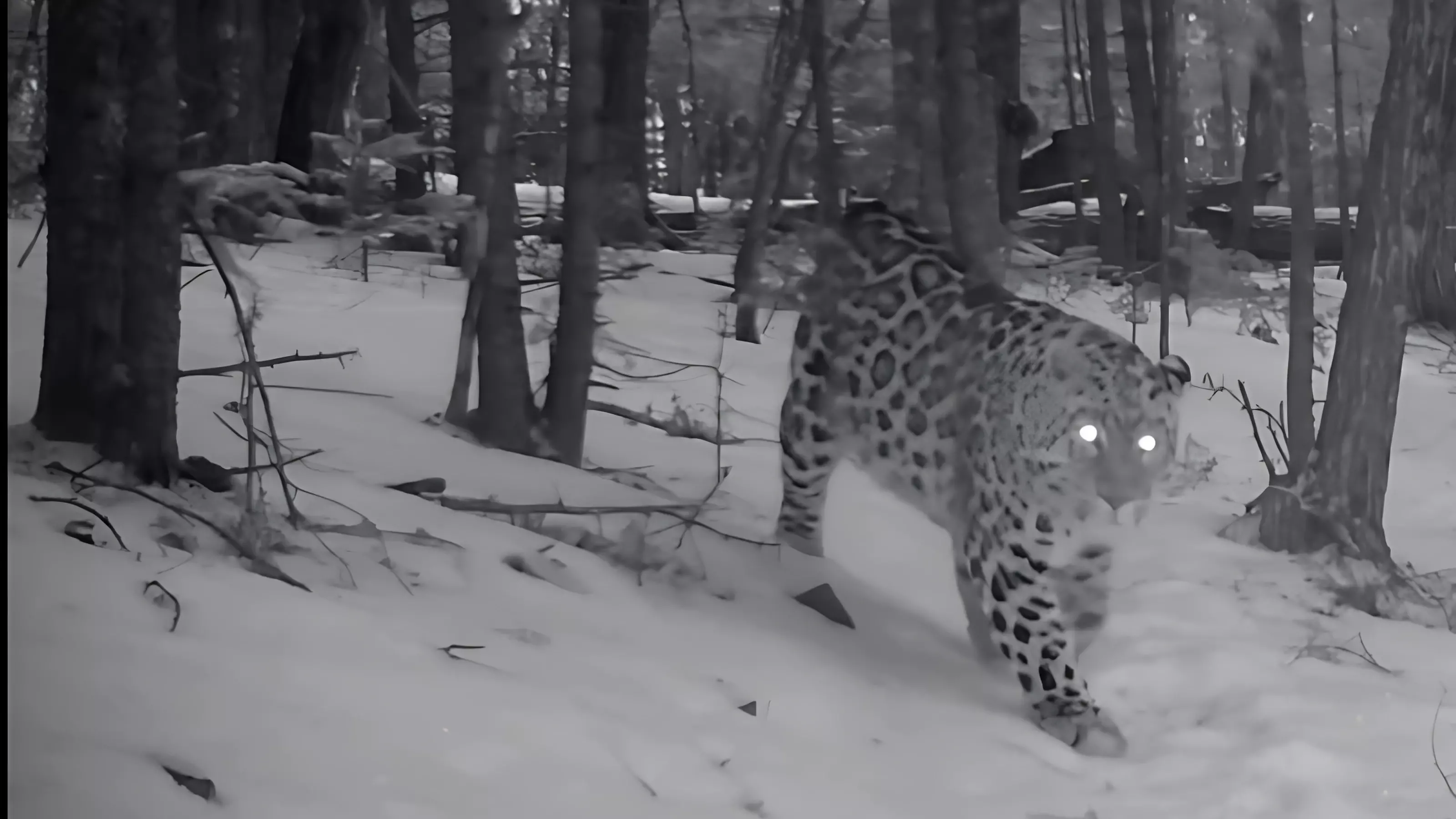 Свист жертвы, фары «хищника»: ночную охоту леопарда сняла камера в Приморье