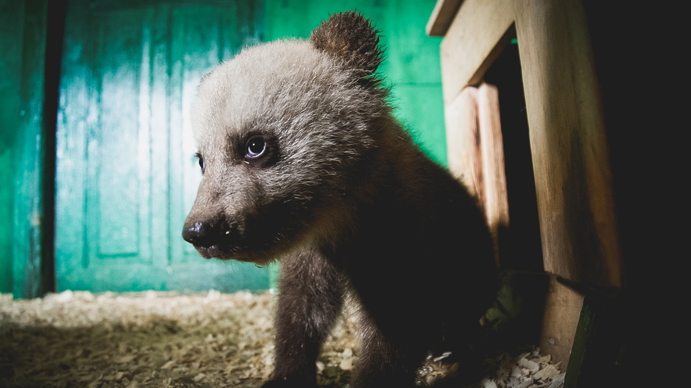 «Медведи идут в люди»: в Приморье хищник залез в жилой дом