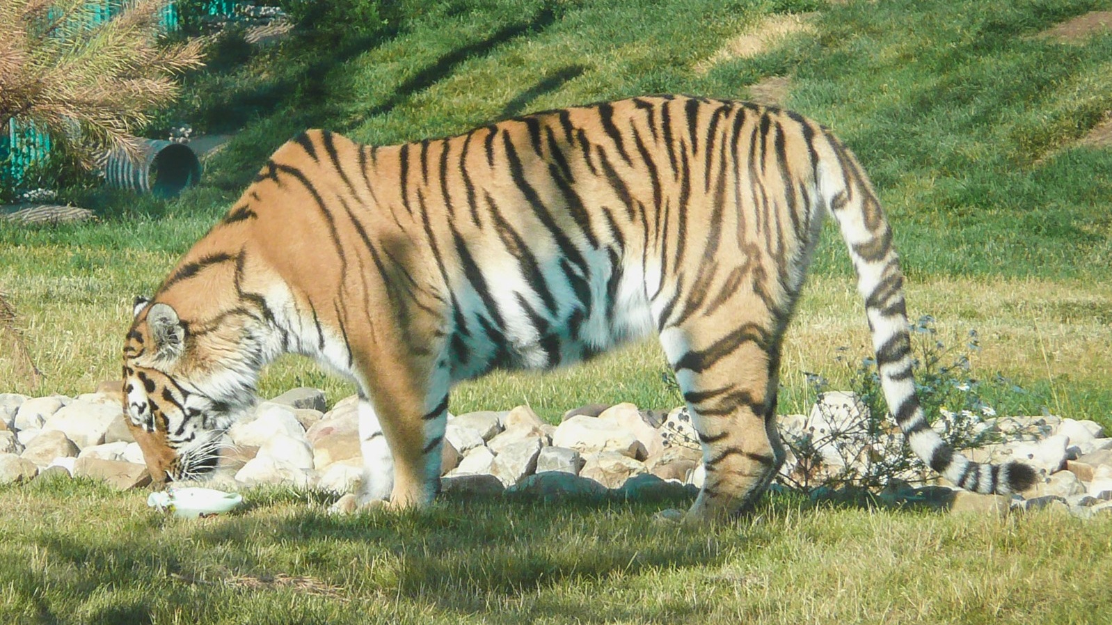 Информация не проверена: в селе Приморья объявился тигр-убийца