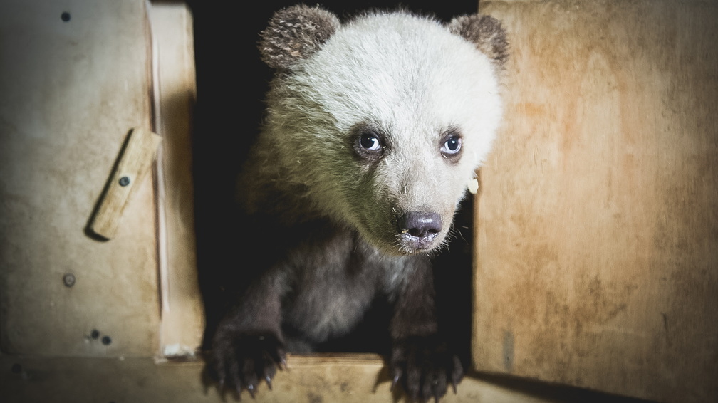 Продать почку на корм для животных: как живут зоопарки Приморья после изоляции