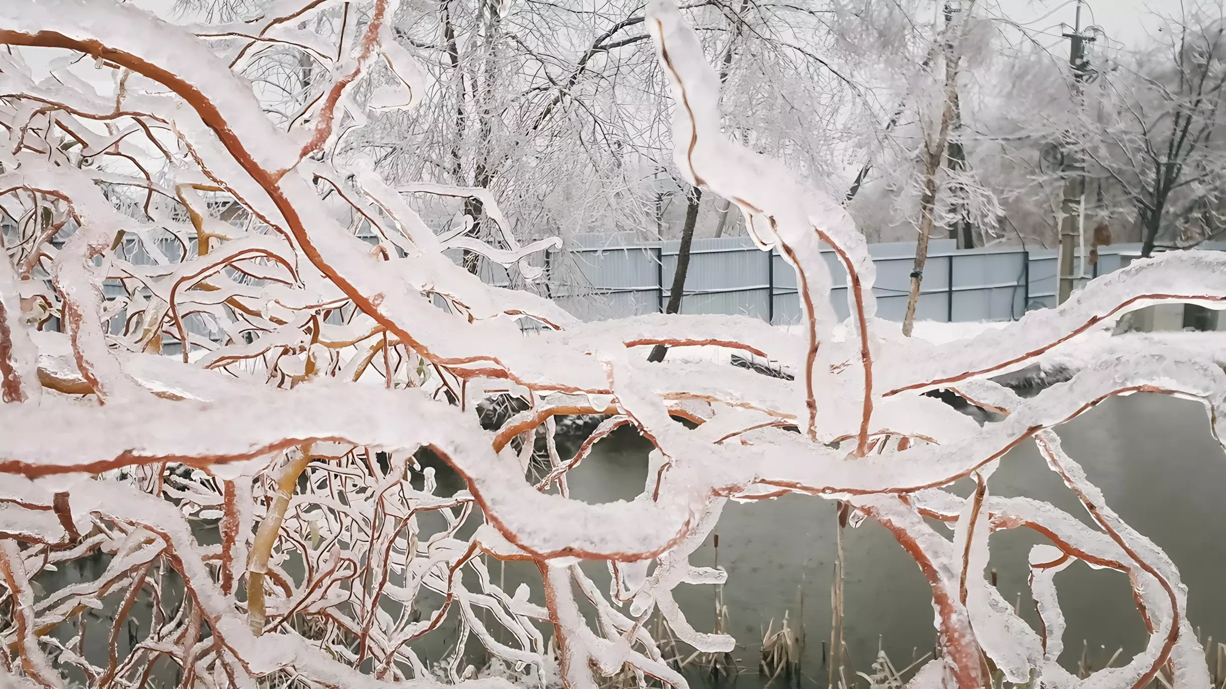 Ледяной ад: в Приморье ввели режим ЧС из-за обрыва проводов и непогоды