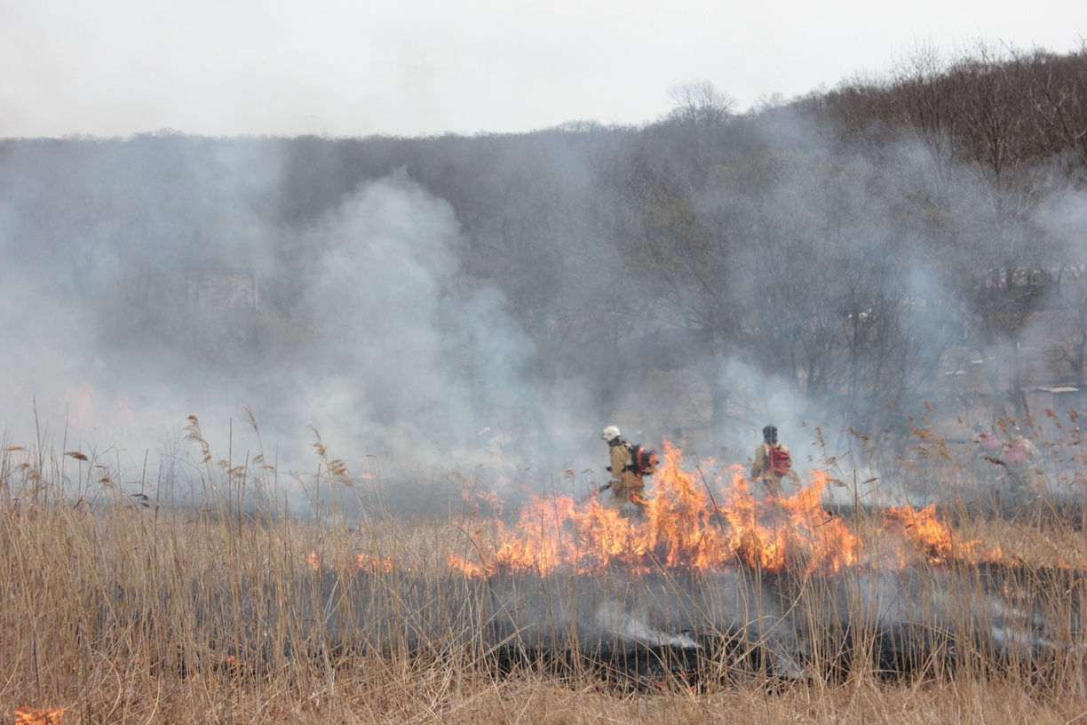 За день в Приморье потушено 20 лесных пожаров
