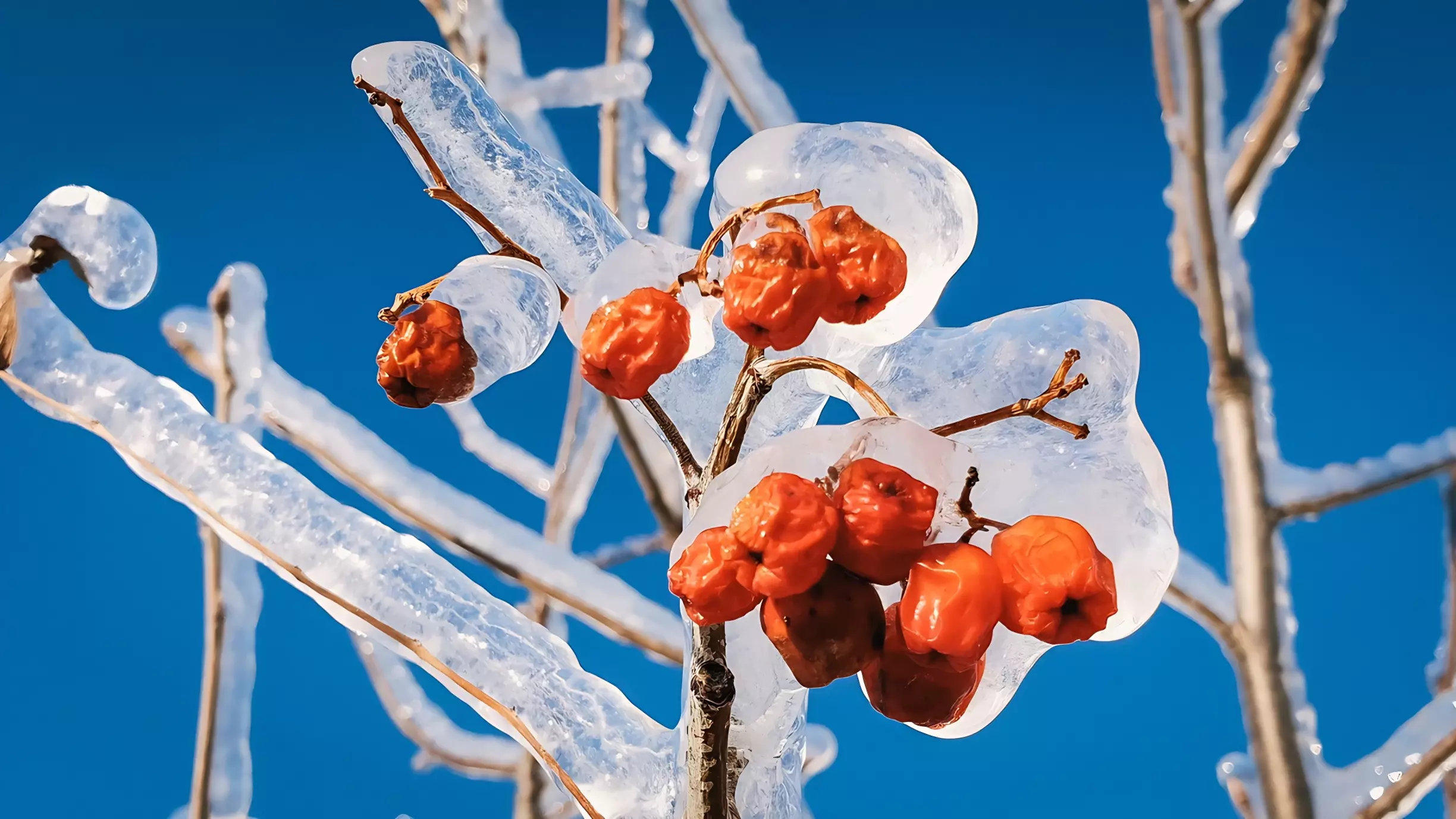 «Готовимся к катастрофе»: ледяной дождь ломает деревья в Приморье