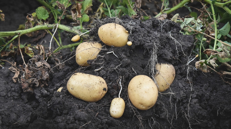 В Приморском крае садят свою картошку, обошлись без импорта