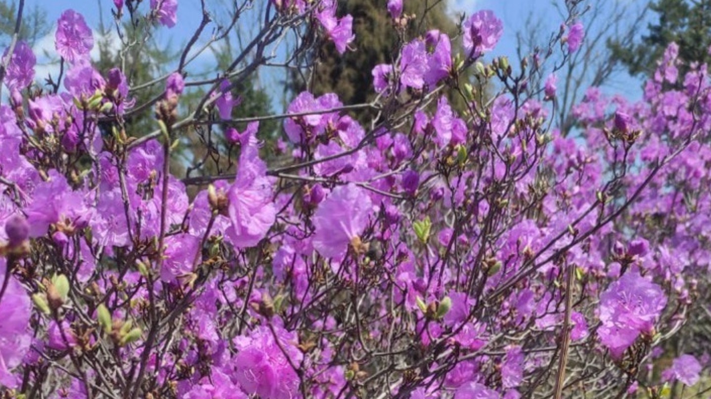 Экскурсии к цветущим рододендронам начинаются в заповедных местах Приморья