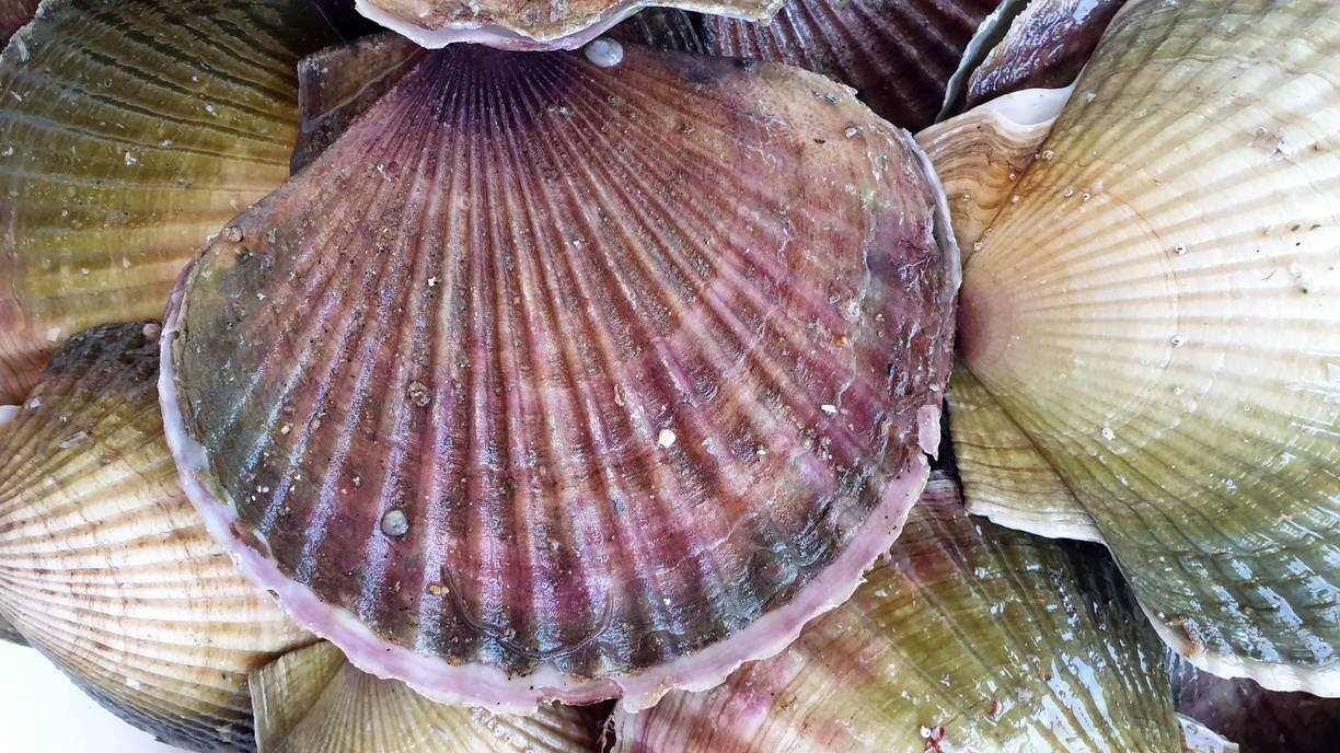 «Часть уже продали»: опасные морепродукты почти на 900 тыс. рублей изъяли в Приморье